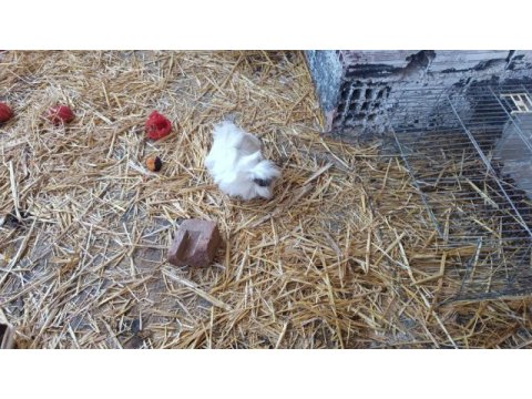 Ginepig yavruları ve anneleri hepsi sahiplendirilecektir