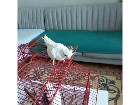 90 günlük albino sultan papağanı