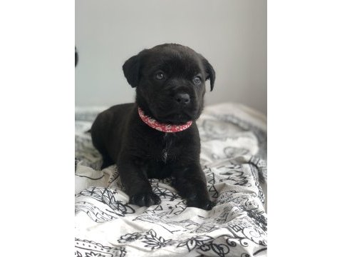 Çok özel renk, uygun ve kaliteli ırk garantili cane corso