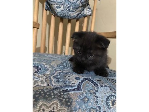 Scottish fold yavrularımız yeni yuvalarını arıyor.