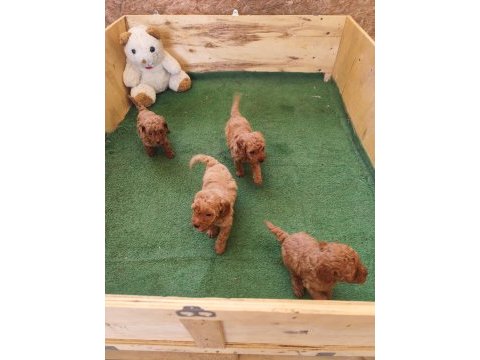 Toy poodle bebişler