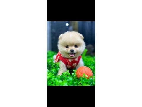 Gerçek pomeranian boo yavruları orjinal anne babadan