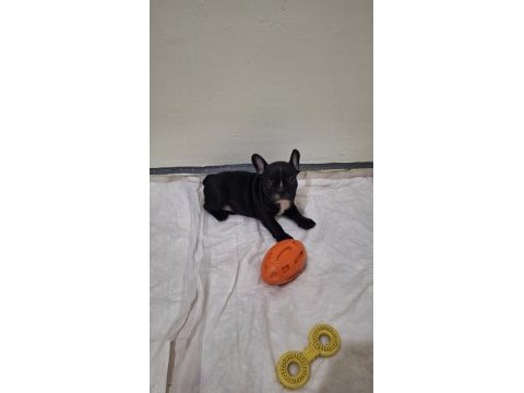 Safkan son erkek french bulldog yavrumuz