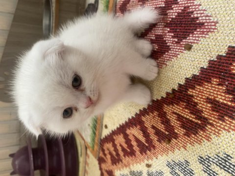 3 kardeş scottish fold