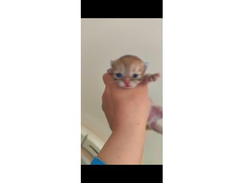Safkan blh british longhair golden by11 yavru