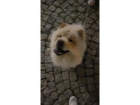 Çin aslanı köpeğimi ücretsiz sahiplendiriyorum