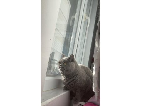 2 yaşında kedimi mecburiyettten s w ahiplendireceğim