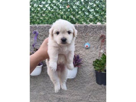 Erkek maltese