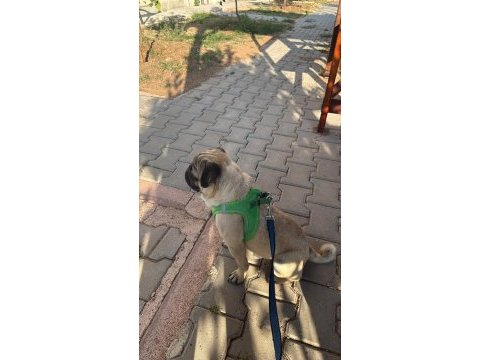2 yaşında erkek pug mops