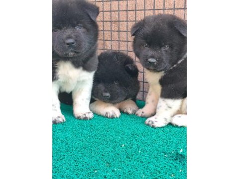 Orjinal amerikan akita yavrular 