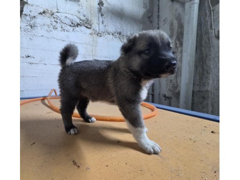 Gerçek kurtçul kangal yavrusu