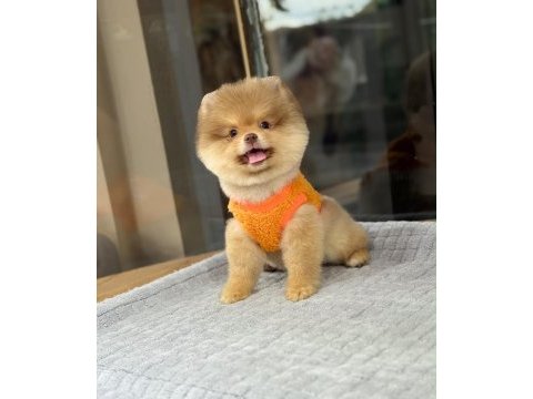 Sağlık ve ırk garantili pomeranian