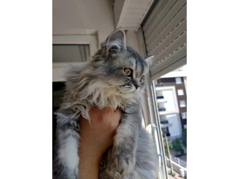 Yeşil gözlü aslan yeleli tombul british longhair kedimiz