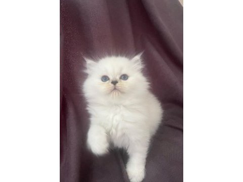 Maviş kar beyaz yavrular british longhair point