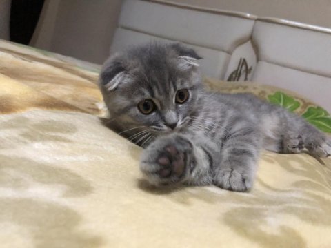 Ev kedisi scottish fold