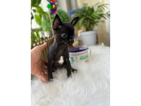 3 aylık erkek yavru chihuahua