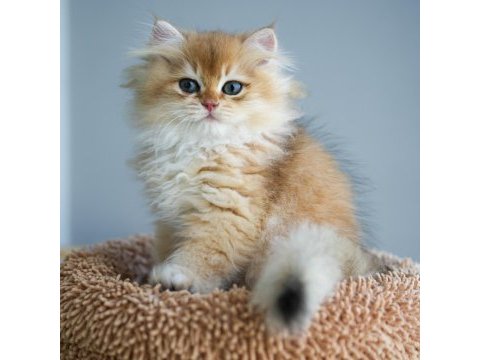 British longhair şecereli aşılı erkekler