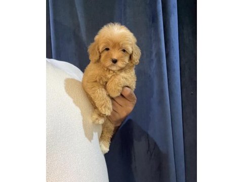 Pofidik maltipoo yavruları