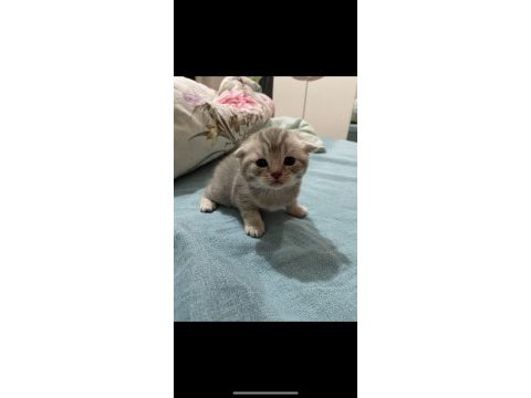 Scottish fold erkek