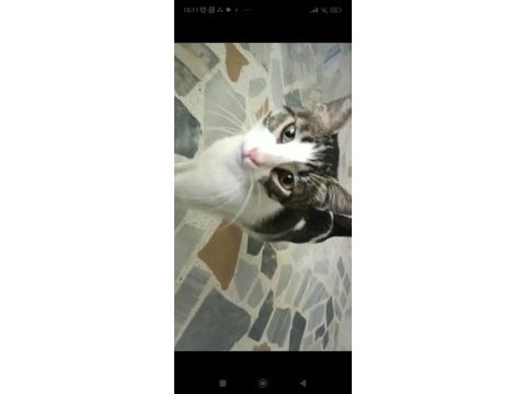 Depremzede kedi