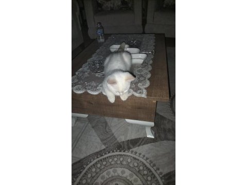 British shorthair 3 aylık kedim