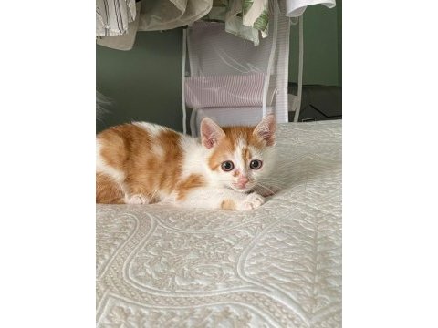 Kedimiz lokuma ev arıyoruz