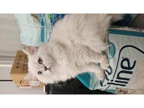 Sevimli british longhair kedicik