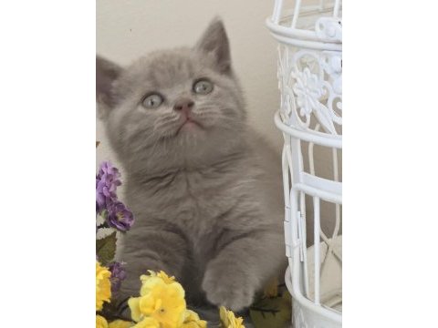 British shorthair bebekler