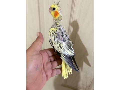 39 günlük sultan papağanı bebek