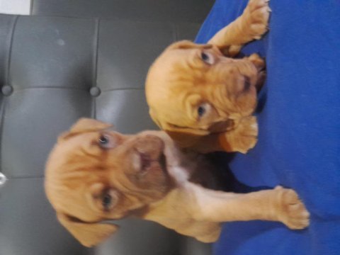 Fransız mastiff dişi ve erkek