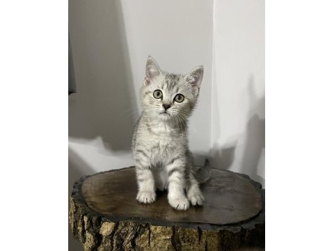 Erkek british shorthair yavrumuz