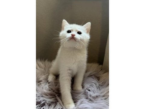 2 aylık british shorthair