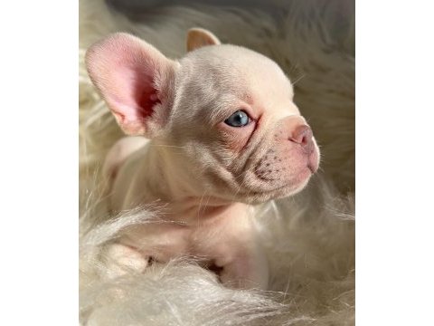Ev bakımı french bulldog yavrularım