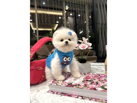 Ayı surat pomeranian bebeğim olaf