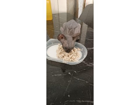 2.5 aylık oyuncu erkek sfenks yavrusu