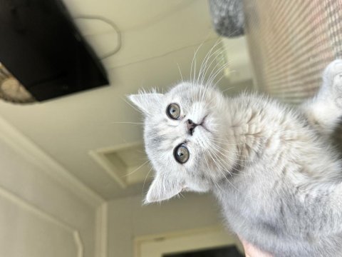 Güzel british shorthair yavrumuza sıcak ev arıyoruz