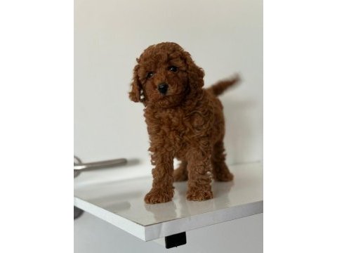 Anne altından toy poodle da kampanya