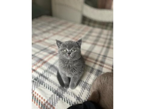 Safkan oyuncu huzur ve mutluluk verici patiler