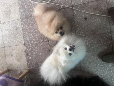 6 aylık dişi kardeş 2 adet beyaz ve sarı
