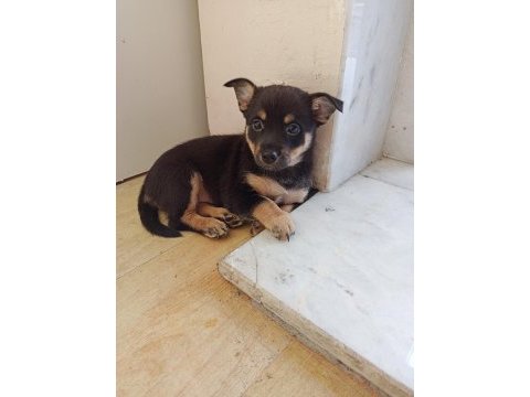 Minyatür pinscher dişi
