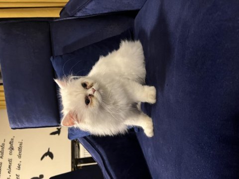 Orjinal chinchilla dişi