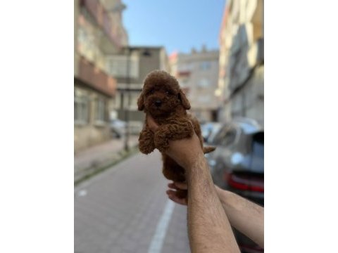 Sağlık ve ırk garantili toy poodle köpeği
