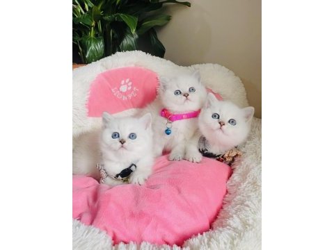 Maviş point british shorthair bebeğim 