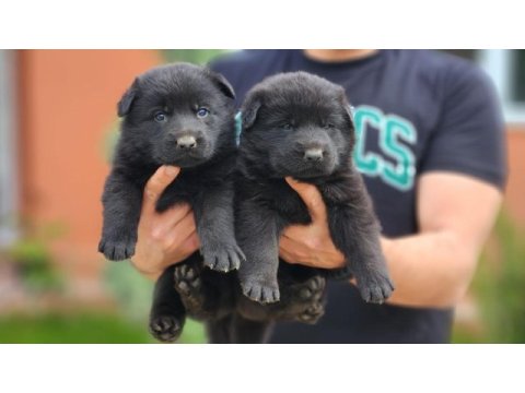 Simsıyah solid black alman çoban köpeği yavruları