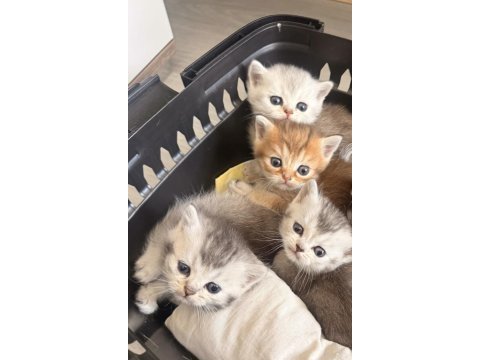British shorthair yavrularımıza sıcak yuva arıyoruz