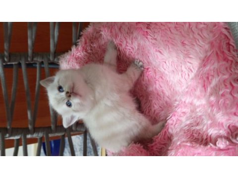British shorthair yavrularımız yeni yuvalarını arıyorlar