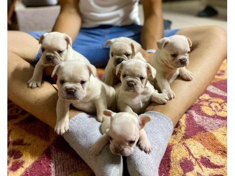 Üst düzey kalite flufy karier french bulldog bebekler