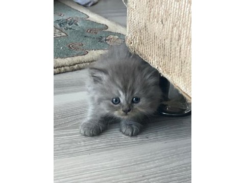 İki aylık british longhair iki yavru