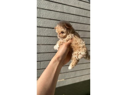 Toy poodle maltipoo bebekler