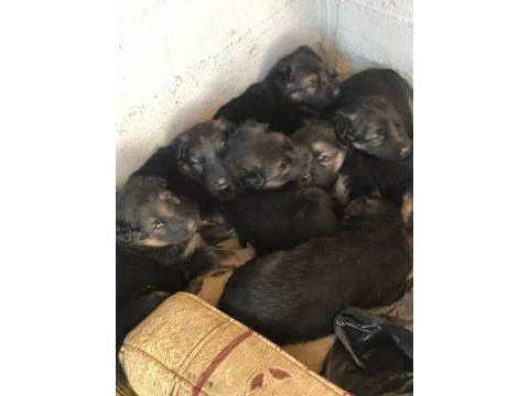 Yüksek kalitede safkan alman kurdu